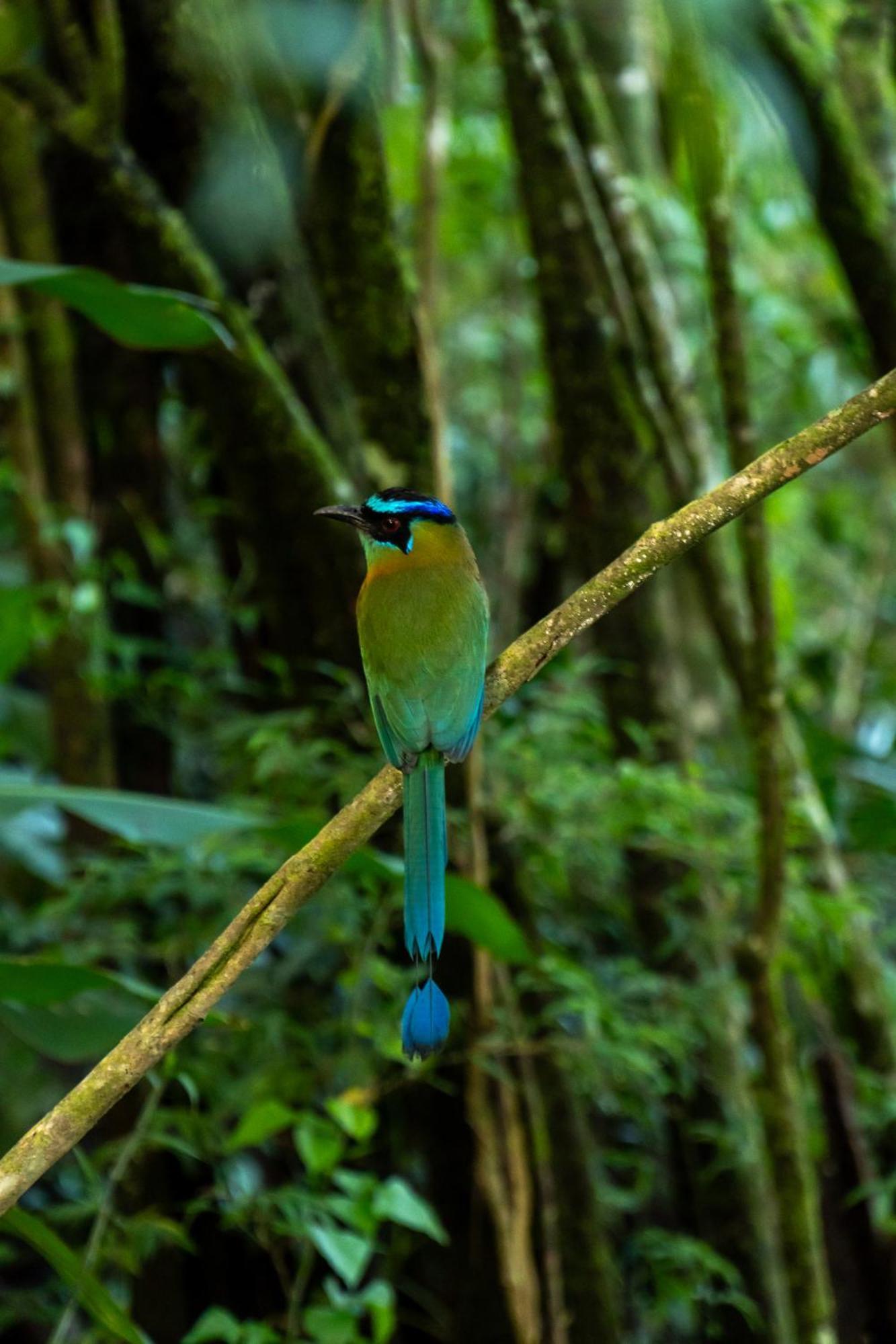 Koora Monteverde A Cloud Forest Hotel By Sandglass ภายนอก รูปภาพ